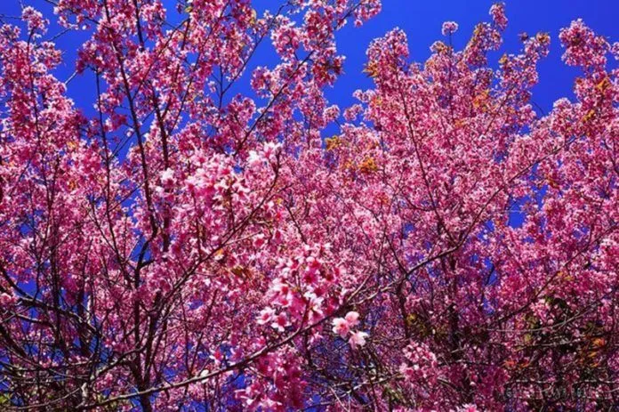 Lễ hội hoa mai anh đào Đà Lạt 2017 sắp đến, lên lịch đi ngay nào!