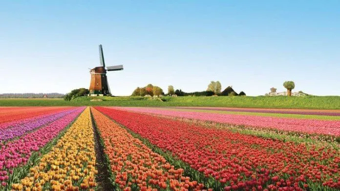 Mãn nhãn với những cánh đồng hoa đẹp nhất châu Âu