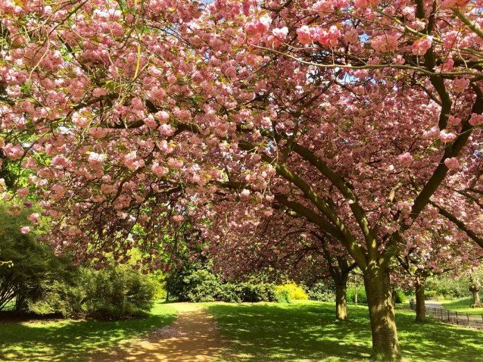 Mùa xuân London có hoa anh đào! Nhưng phải đến đâu để ngắm hoa đẹp nhất?