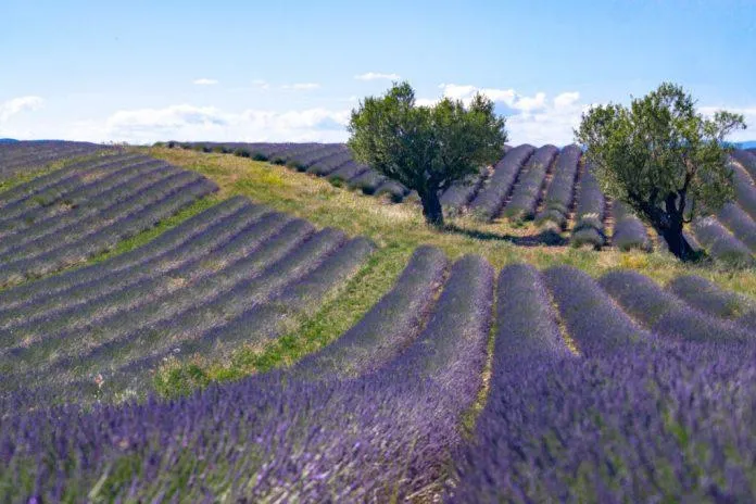 Ngắm hoa oải hương vùng Provence – Thiên đường mộng mơ giữa mùa hè nước Pháp!