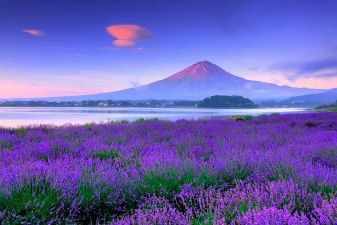 Ngắm nhìn núi Phú Sĩ đẹp rạng rỡ qua bốn mùa