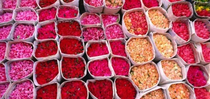 Ngất ngây hương sắc lễ hội hoa hồng ở Maroc