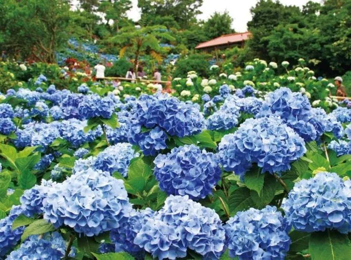 Ngất ngây với sắc hoa tháng 7 ở Nhật Bản