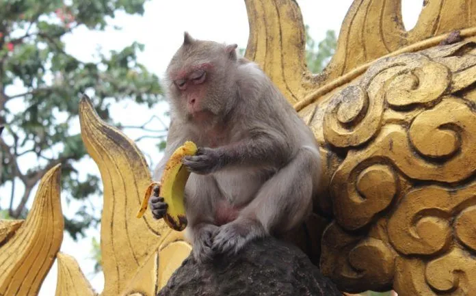 Những ngôi chùa nổi tiếng nhờ nuôi động vật