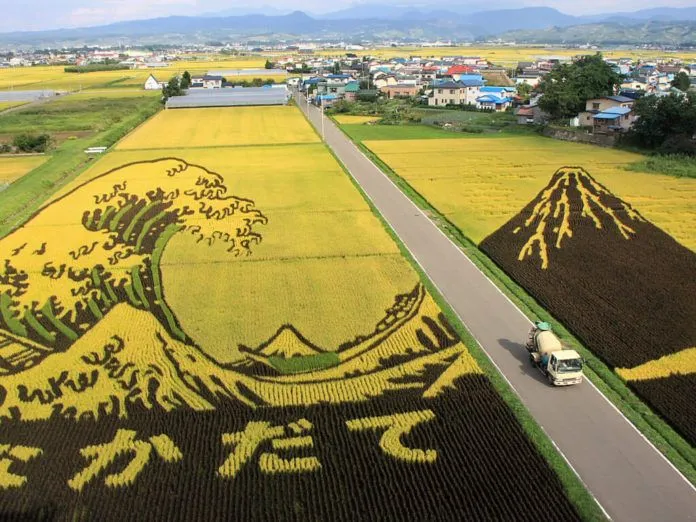 Những thửa ruộng đậm chất nghệ thuật ở Inakadate, Nhật Bản