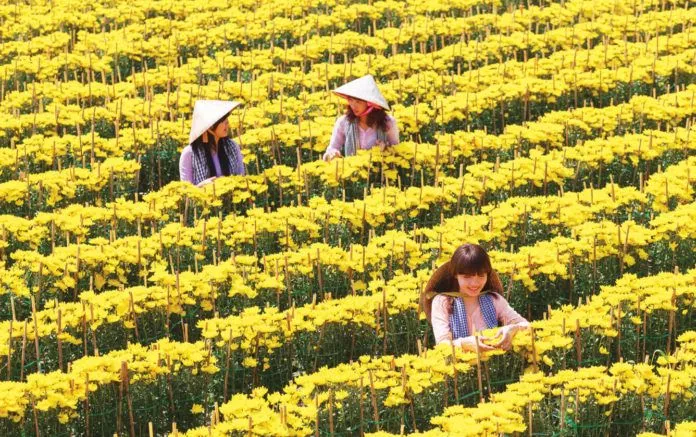 Rủ nhau du xuân ở Làng hoa Sa Đéc, đi nhanh kẻo hết hoa!