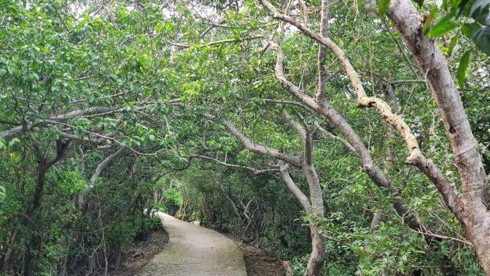Rừng ngập mặn Rú Chá – Sắc xanh đặc biệt nơi phá Tam Giang