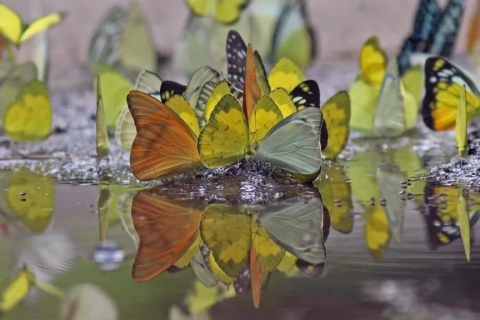 Săn bướm rừng: Trải nghiệm mới lạ nhuốm màu thần tiên ở Nam Cát Tiên