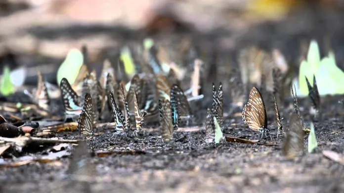Săn bướm rừng: Trải nghiệm mới lạ nhuốm màu thần tiên ở Nam Cát Tiên