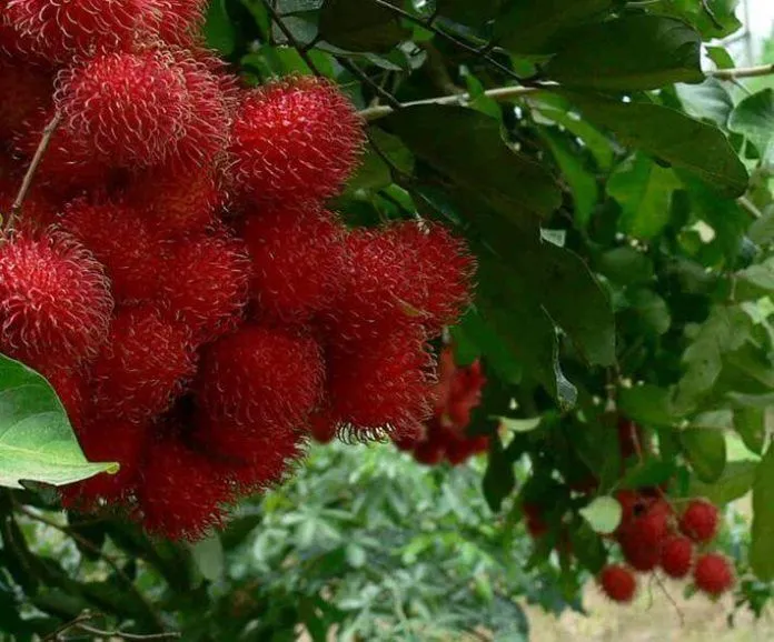Săn trái chín mùa thu “mệt muốn xỉu” tại Vườn cây ăn trái Cái Mơn, Bến Tre