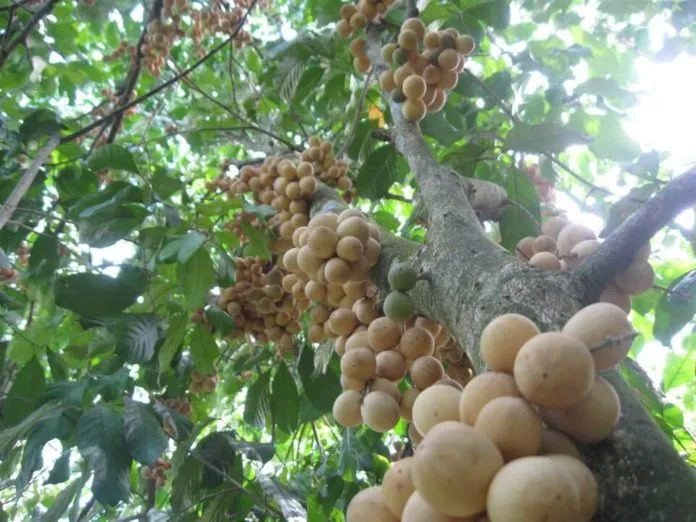 Săn trái chín mùa thu “mệt muốn xỉu” tại Vườn cây ăn trái Cái Mơn, Bến Tre