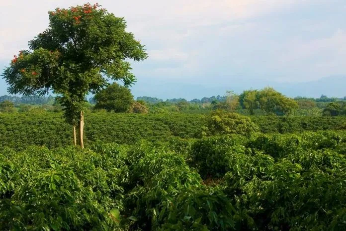 Say lòng với “Tam giác cà phê” ở Colombia