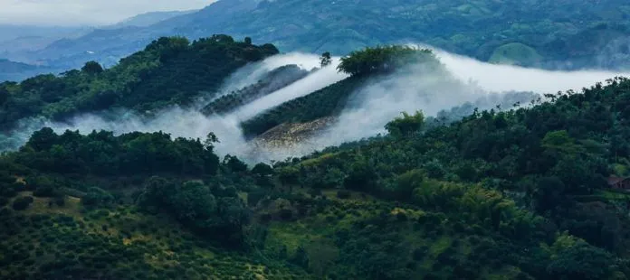 Say lòng với “Tam giác cà phê” ở Colombia