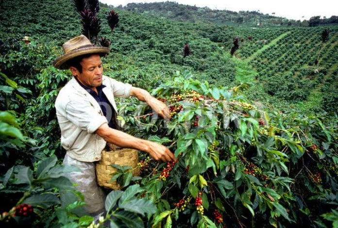 Say lòng với “Tam giác cà phê” ở Colombia