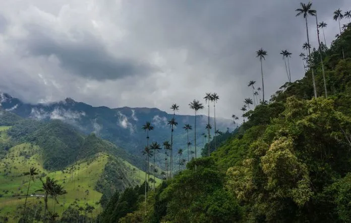 Say lòng với “Tam giác cà phê” ở Colombia