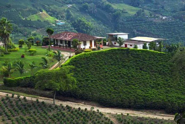 Say lòng với “Tam giác cà phê” ở Colombia