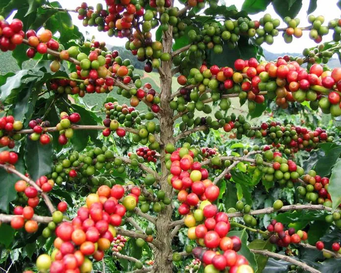 Say lòng với “Tam giác cà phê” ở Colombia