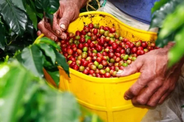 Say lòng với “Tam giác cà phê” ở Colombia