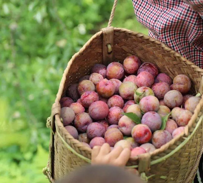 Ta có hẹn với Mộc Châu mùa mận chín