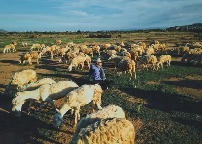 Thăm cánh đồng cừu đẹp như phim ở Ninh Thuận