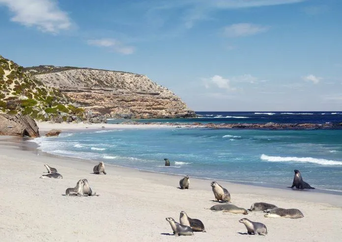 Những "cư dân" đáng yêu của Vịnh Hải cẩu trên đảo Kangaroo (Ảnh: Internet).