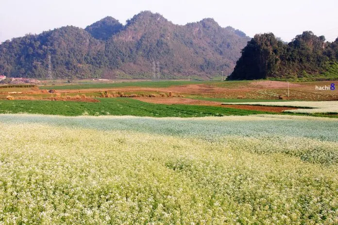 Trắng trời hoa cải Mộc Châu