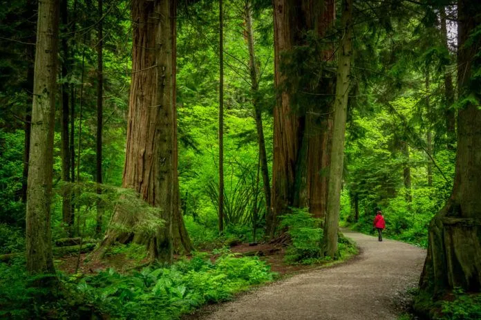 Vancouver: thành phố cảng đẹp kiêu kỳ của Canada