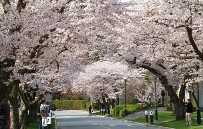 Vancouver: thành phố cảng đẹp kiêu kỳ của Canada