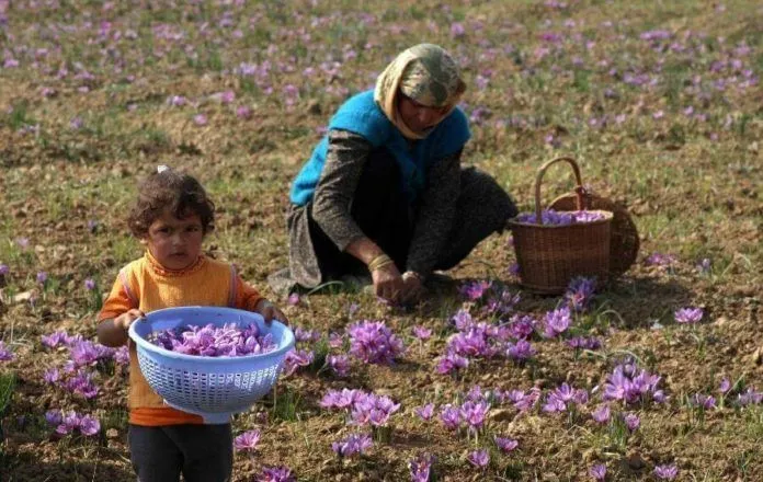 Vẻ đẹp “chân chất” của hoa Saffron dưới “bàn tay Kashmir”