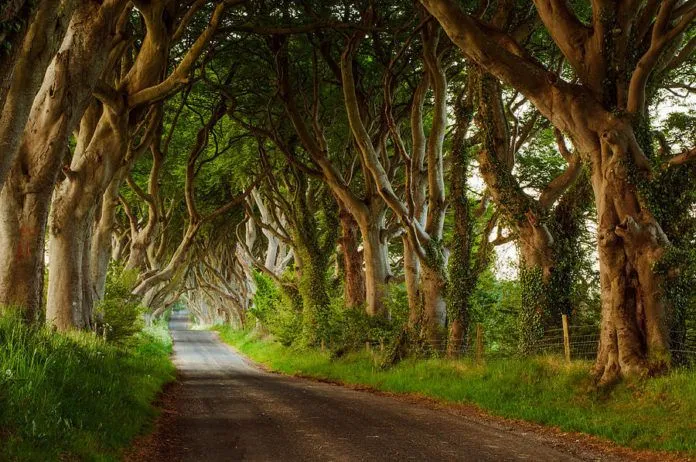 Vẻ đẹp huyền bí của hàng cây Dark Hedges trong Game of Thrones
