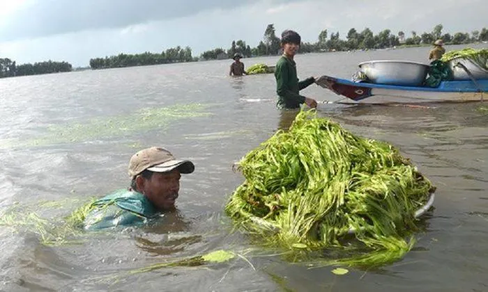 Về miền Tây thưởng thức 3 món đặc sản “cỏ dại” đã từng cho không ai thèm lấy