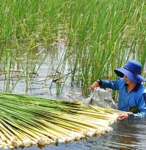 Về miền Tây thưởng thức 3 món đặc sản “cỏ dại” đã từng cho không ai thèm lấy