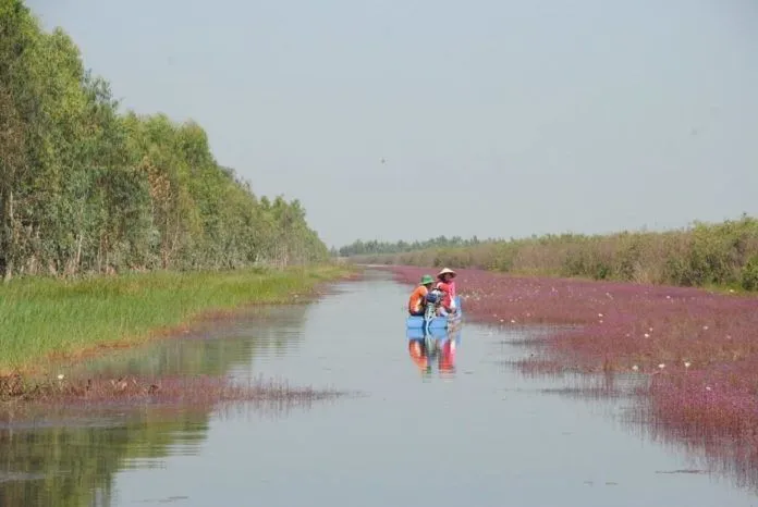 Về Tràm Chim ngắm hoa nhĩ cán tím