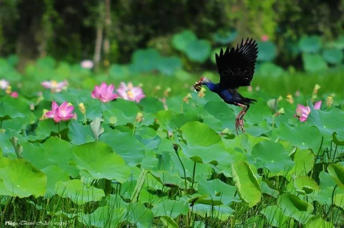 Về Tràm Chim ngắm hoa nhĩ cán tím