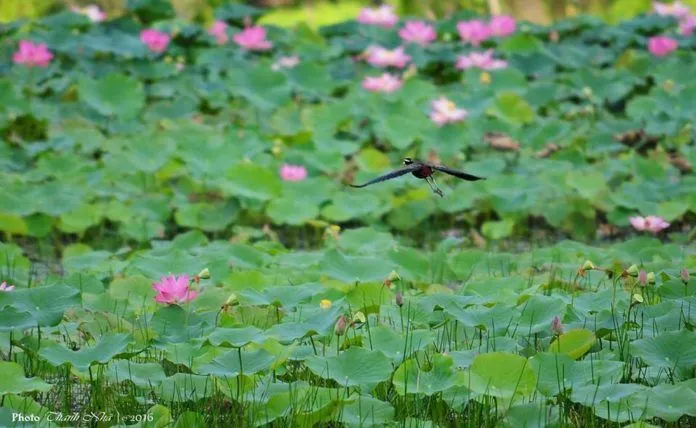 Về Tràm Chim ngắm hoa nhĩ cán tím