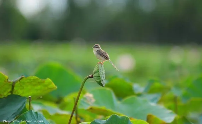 Về Tràm Chim ngắm hoa nhĩ cán tím