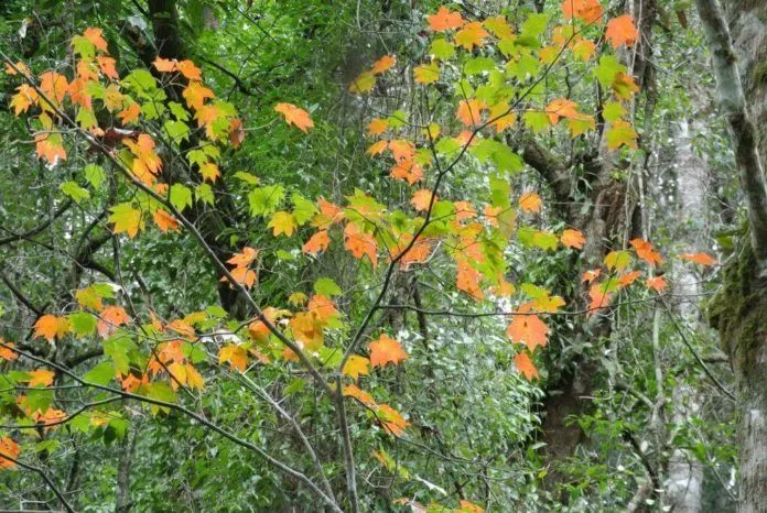 Vườn Quốc gia Bidoup mùa đông: Săn rừng lá phong đẹp tựa trời Tây