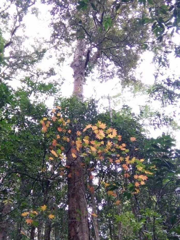 Vườn Quốc gia Bidoup mùa đông: Săn rừng lá phong đẹp tựa trời Tây